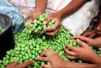 Olive Harvest Photos in Palestine